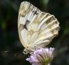 Melanargia lachesis